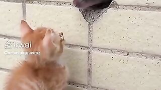 Gatinho e o rato