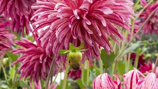 We should build a life like a flower.