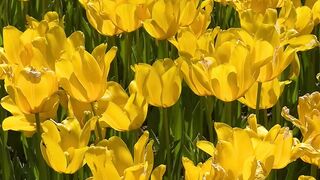 We should build a life like a flower. 2