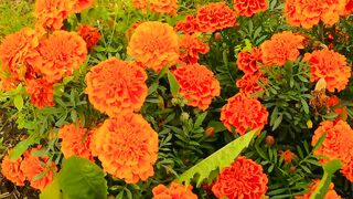 We should build a life like a flower. 3
