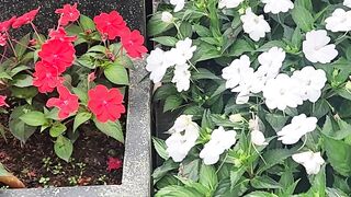 We should build a life like a flower. 4