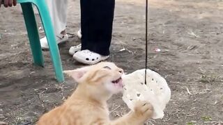 kucing juga mau ikutan lomba
