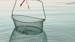 Fish is nutrition  food