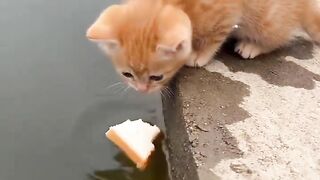 Gato pescador