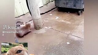 O gato e o rato 2