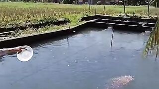 "Connecting little ones with nature: Having fun feeding the fish while learning to love all living things."