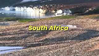 King Penguins Battle Hungry Fur Seals