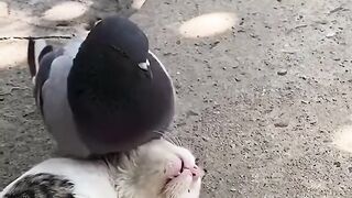 Funniest Animals Fails 2026 - Try Not To Laugh