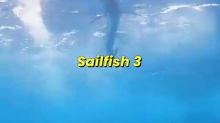 Sailfish Hunt Traps Thousands Of Prey