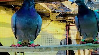 Racing pigeons