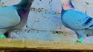 Racing 🏁 pigeon