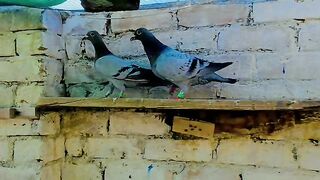 Racing pigeon pigeonhouse