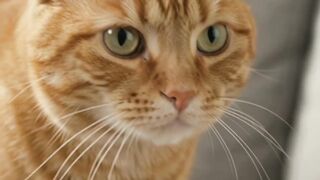 Cute ginger cat walking on a sofa and interacting playfully with a teddy bear in a living room