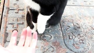 New cat videos....