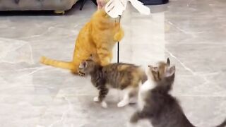 Funny Cat Moments 😹 | Cute & Hilarious Cat Video