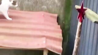 Funniest Cat Fails Compilation - Try Not To Laugh
