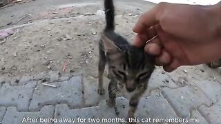 Stray Cat Vanishes for Days — Her Reaction to Seeing Him Again Is Unreal