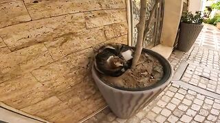 A small cat sleeps peacefully on a tree trunk, and wakes up for food and love.