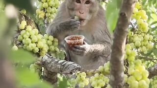 ลิงชอบกิน