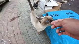These cats are very cute and mischievous, and the Siamese cat plays the role of their mother.