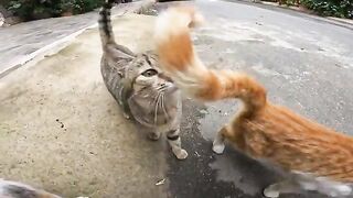 Kittens make meows like pupils in a classroom when they answer.
