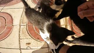 The cats come to me, and the mother cat gives me a warm hug.