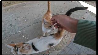 Two small kittens meow a lot and don't stop in the morning because they are very hungry.