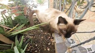 A cute Siamese cat was abandoned on one of the city streets.