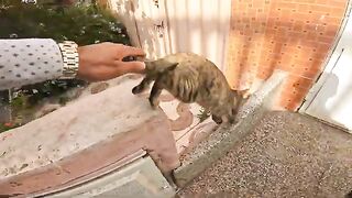 The naughty cat looks anxious and bites my hand when I touch her soft fur.