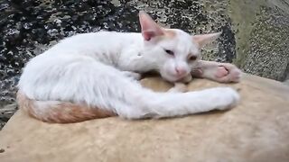 A small kitten is sleeping and very hungry. Its mother comes when it wakes up.