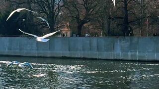 Birds flying above the river  #birds #bird