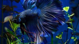 Betta Fish 2