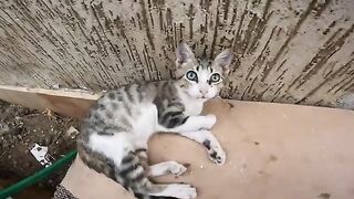 A small cat, fast asleep, I thought it was dead. You won't believe it.