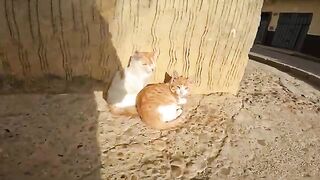 3 hungry kittens that won't stop meowing while lying down