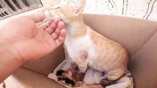 Poor mother cat lets me touch her newborn kittens