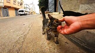 The cutest kittens, a spotted cat and a black cat, on the street