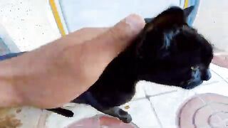 A black mother cat has kittens that look just like her. Poor hungry one.