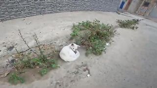 Poor little cat sleeping on the sidewalk in the middle of the street