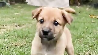 Puppy 9