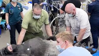 Disney's Animals, Science and Environm