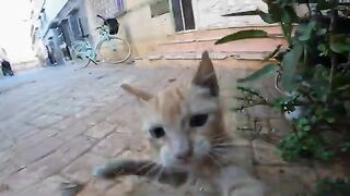 The little orange cat refuses to be photographed and pushes the camera away with her cute paw