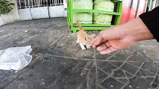 3 motherless kittens drinking milk from the litter
