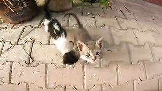 While people were on vacation, this young man dedicated his life to taking care of poor kittens.