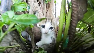 The poor mother cat was worried and took me to her kittens under a tree stump.