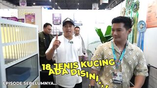 Melongok !! Kucing kucing langka ada di Jips - Harganya bikin menjerit