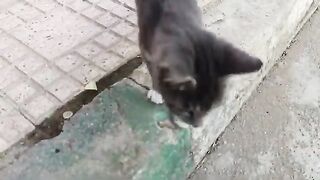 A little cat living alone in the streets of a very cute