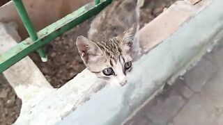 Homeless kittens crying because they are hungry but their expressions have changed