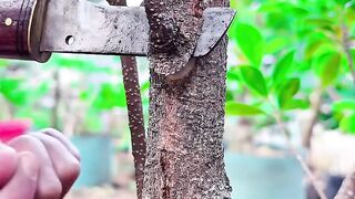 Bonggol Eksotis