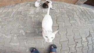 Kittens with bright eyes look curiously and playfully ask for food with their mother.
