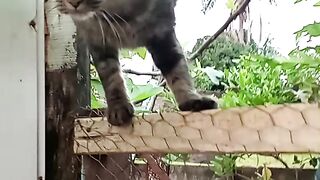 Gato esperto 2